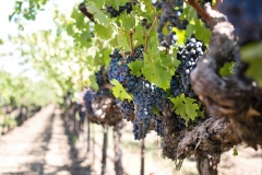 grapes-1952073